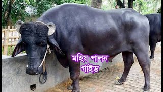 গরুর চেয়ে মহিষ পালন লাভজনক