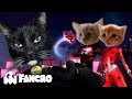 Miraculous Ladybug - Cover Gatos