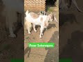 kambing superan ternak goat kambing domba