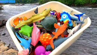 Box of Sea Animal Toys near a River
