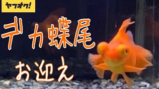 【金魚】デカ蝶尾！お迎え☆