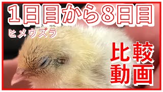 【ヒメウズラ】生後１日目と８日目の比較