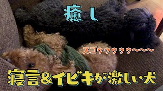 #トイプードル　癒し＆爆笑!!寝言＆イビキが激しい犬