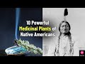 10 Powerful Medicinal Plants of Native Americans: Ancient Wisdom for Modern Health | Blissed Zone