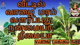 வீட்டில் வாழை மரம் வளர்ப்பது.  Vasthu....Growing Banana tree benefits in tamil