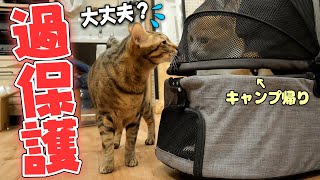 【心配】飼い主に連れ去られた弟が帰ってきて心配で離れなくなってしまった兄猫が過保護すぎましたwww