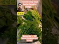 how to store greens in refrigerator plants foodknowledge