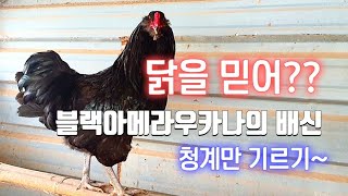 블랙아메라우카나의 배신, 청계 (일상.48)