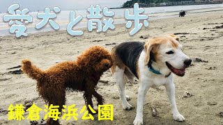 【愛犬と散歩】鎌倉市鎌倉海浜公園　由比ガ浜海水浴場の入り口