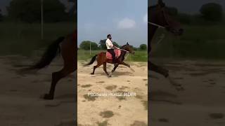 rider sunny salar #horserider #horse #youtubeshorts #youtuber #viral #like #punjabi #marwadi #trend