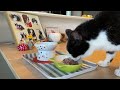 思い切って猫の骨壷を開けてみたら…【ムスビ4回目の命日】