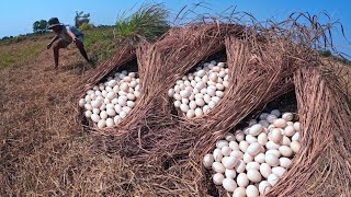 Top amazing! A farmer picks up many duck eggs from under the grass with his lucky hand.