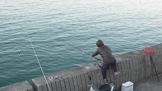 釣ったばかりのカマスを泳がせて、青物回遊魚の餌に