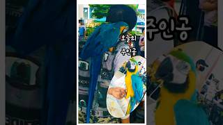 와 도대체 저 큰 녀석은 뭐야? 대왕 앵무새 오늘의 주인공 a big parrot