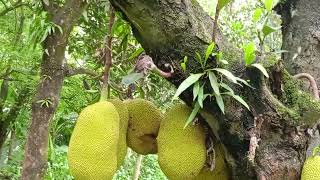 আমার কাঁঠাল গাছে অনেকগুলা কাঁঠাল ধরছে||There are many jackfruits on my jackfruit tree