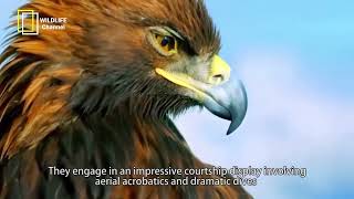 Golden Eagle Documentary - Golden Eagle Graceful Predators of the Skies - wildlife