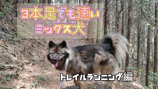 【雑種犬わぐちゃん】３本足でも速い！トレイルランニング！！