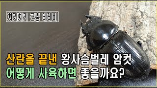 산란 후, 왕사슴벌레 암컷은 어떻게 사육하면 좋을까요 _ 치키치키