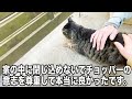 うちの猫が伝えたかった事...衝撃の真実！全ての謎が解けました...涙