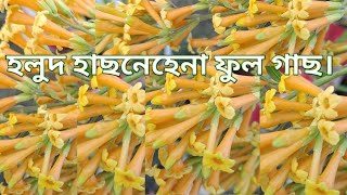 হলুদ হাছনেহেনা ফুল গাছ বিক্রি করে। kawsar green farm