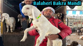 Balaheri Bakra Mandi Rajasthan Mahua Live' Update with price 11 Mar 2024