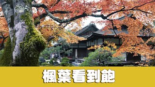 京都day2｜免門票楓葉景點一日遊🍁其實看免費的就很夠了｜VLOG