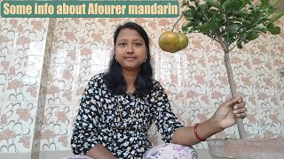 Some information about Afourer mandarin