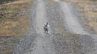 Jänisjahtia Suomenajokoiralla