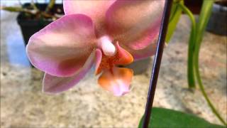 FernCrafts: Sick Phals' Recovery - Sep 12, 2014