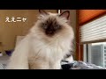 バーマン猫ミカ【ミカの笑顔】michael s smile（バーマン猫）birman cat