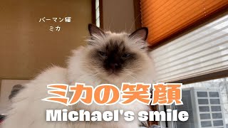 バーマン猫ミカ【ミカの笑顔】Michael's smile（バーマン猫）Birman/Cat