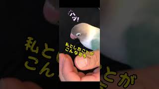 【ボタンインコ】こんなソラめったに見れません