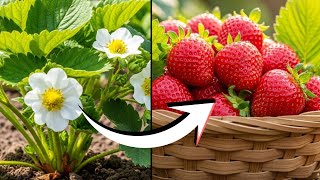 8 Powerful Steps to Grow Endless Strawberries at Home