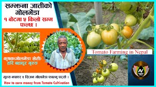 एक बोटमा ५ किलो सम्म फल्छ l l सम्झना जातीको गोलभेडा l l Tomato Cultivation in Nepal