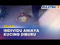 KEJAM | Polis Buru Individu Aniaya Kucing