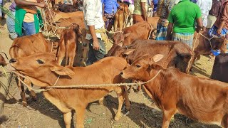 মাএ ১৪ হাজারে ছোট ছোট ষাঁড় বাছুর গরুর দাম| আমবাড়ী গরুর হাট দিনাজপুর|calves cow price in Ambari hat