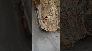 Halloween hissing cockroach live birth full video