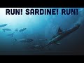 Run! Sardine! Run!