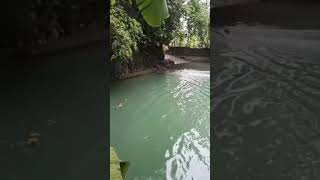 Beautiful Kulam 😍🏊‍♀️🏊‍♂️ #beautiful  #shorts #shortvideo #nature