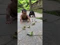 baby catch grasshoppers with orangutans gorilla animals lovely baby cute shorts funny