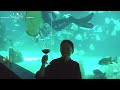 aqua dining @ cebu ocean park review magical underwater dining experience shiela piet