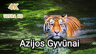 Azijos laukinė gamta 4K – vaizdingas filmas apie gyvūnus su muzika/ Wildlife of Asia - Scenic Animal