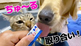 ちゅ〜るを取り合うまるとみーちゃん！