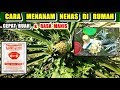 TIPS Mudah !! Budidaya Nenas Cepat Berbuah Dan Rasa Manis