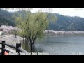 広島の風景2015春 花見「八千代湖 土師ダム の桜2 2」 04.09 scenery of hiroshima spring cherry blossom viewing haji dam