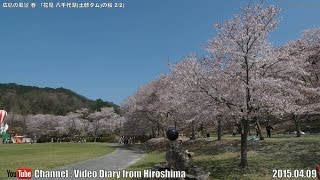 広島の風景2015春 花見「八千代湖(土師ダム)の桜2/2」 04.09 Scenery of Hiroshima Spring,Cherry Blossom viewing,Haji Dam