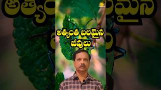 అత్యంత బలమైన జీవులు | suryachakrammoturi | Telugu short videos| #shortvideo #facts #telugushorts