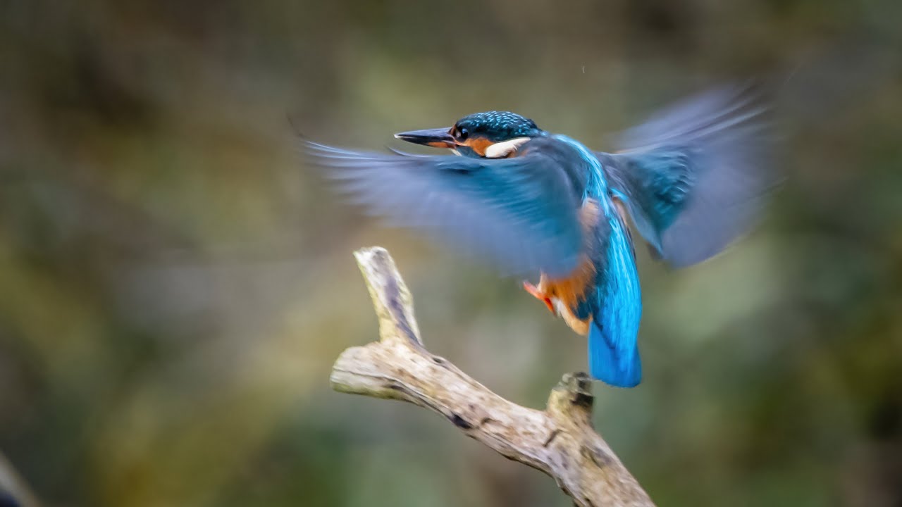 Kingfisher Youtube