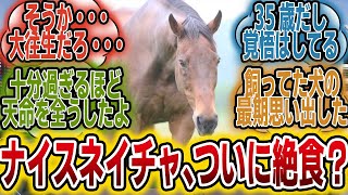 「ナイスネイチャ、ついに何も食べなくなる・・・？」に対するみんなの反応【競馬の反応集】