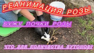 Как пробудить розы,другое о бутонах и базальных побегах